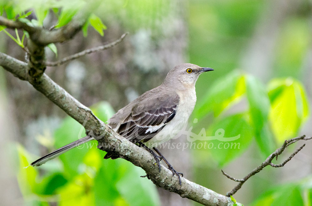 Northern Mockingbird, Monroe Georgia USA Picture