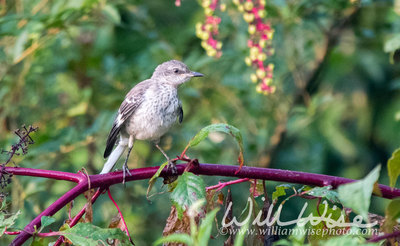 Juvenile Northern Mockingbird
