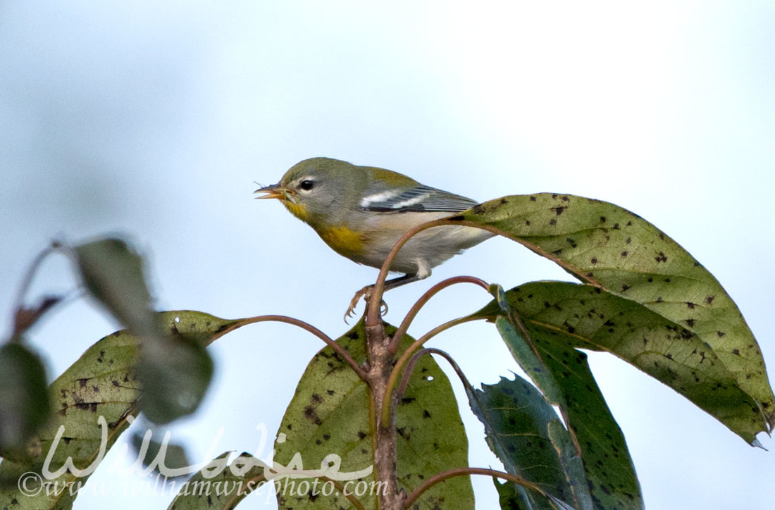 Northern Parula Picture