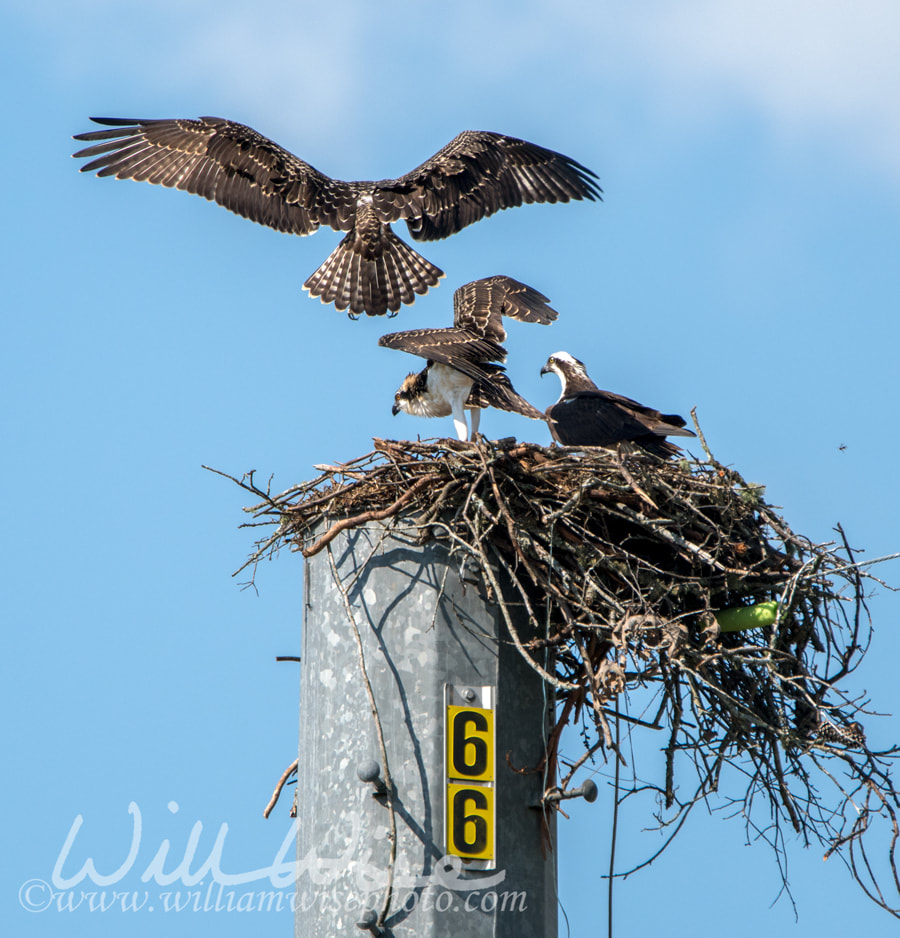 Osprey nest