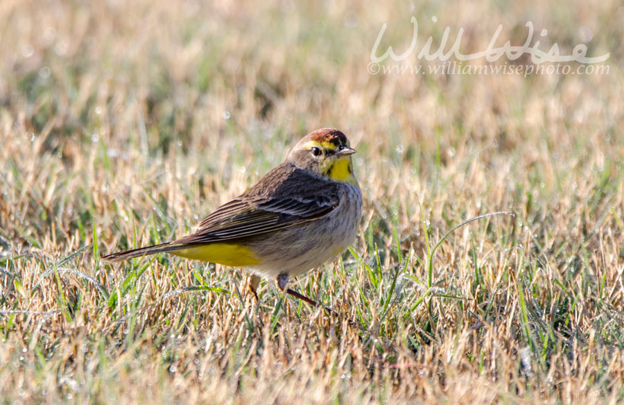 Palm Warbler Picture