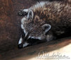 Raccoon in Dumpster Picture