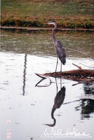 Great Blue Heron Picture