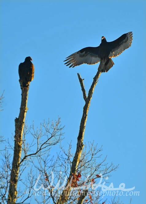 Turkey Vulture Picture