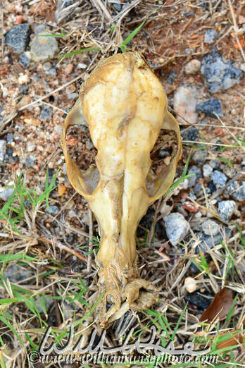 Gray Fox Skull Picture