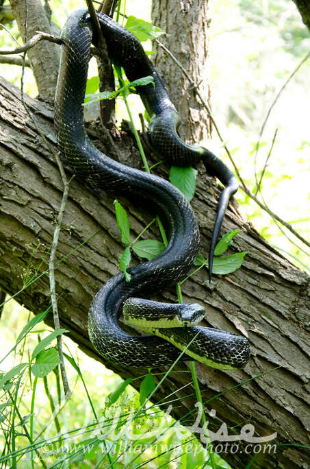 Eastern Black Rat Snake climbing a tree Picture