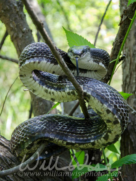 Black Ratsnake coiled to strike, Walton County Georgia Picture