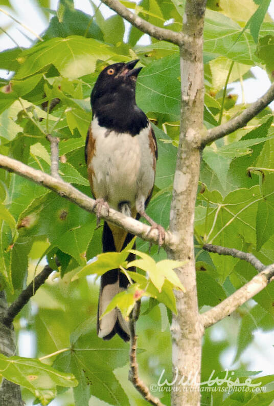 Eastern Towhee; Clarke County, Georgia. Picture