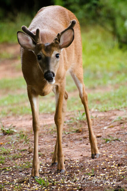 Young Buck Picture