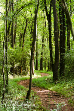 Cooks Trail Picture