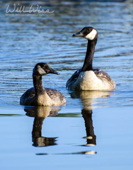 Canada Goose mother and gosling Picture