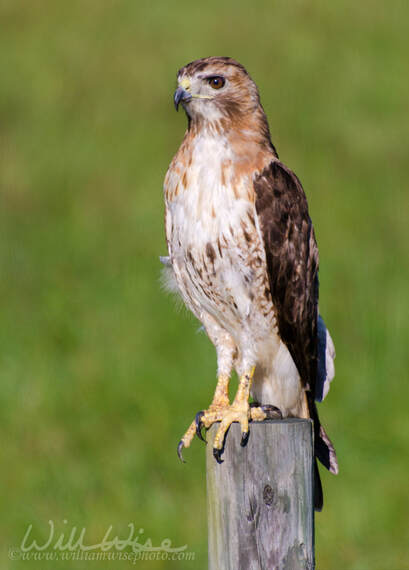 Bird of Prey Portrait Picture