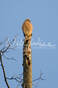 Red-shouldered Hawk Picture
