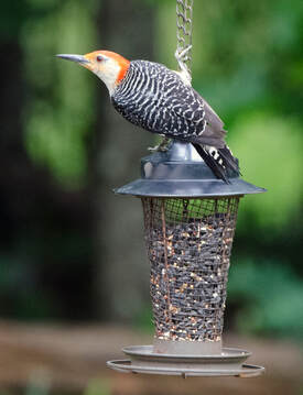 Red-bellied Woodpecker Picture