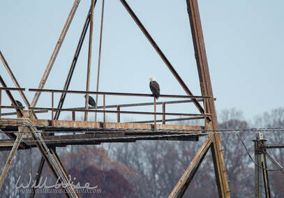 Bald Eagle Picture