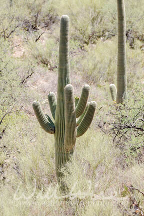 Huge Saguaro Cactus in Tucson Arizona desert Picture