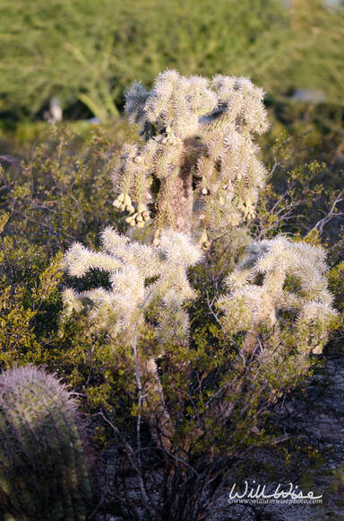 Cholla Teddy bear jumping cactus, Tucson Arizona Sonora Desert Picture