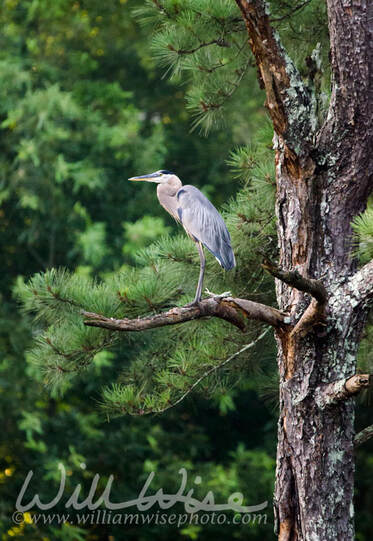 Great Blue Heron perched on Loblolly Pine tree, Walton County, GA Picture