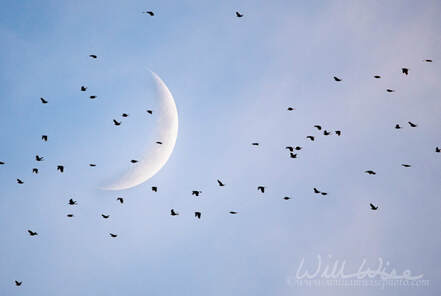 Flock of blackbirds cross crescent moon. Athens, GA Picture
