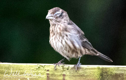 House Finch Eye Disease infection. Picture