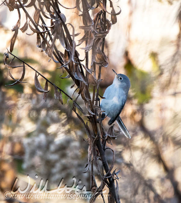 Blue Gray Gnatcatcher Picture
