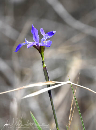 Southern Blue Flag Iris in the Okefenokee Swamp on Chase Prairie, Georgia Picture