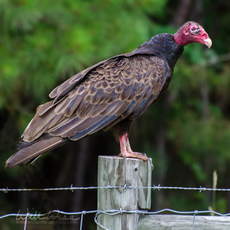 Turkey Vulture on Barbed Wire Picture