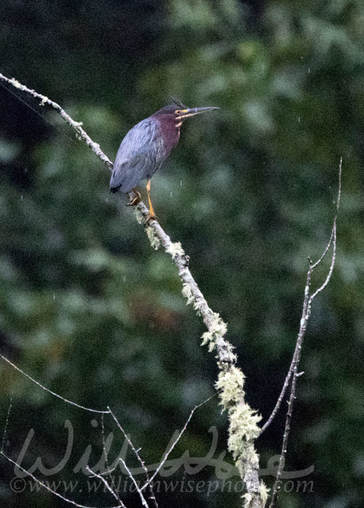 Green Heron