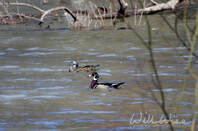 Wood Duck Picture