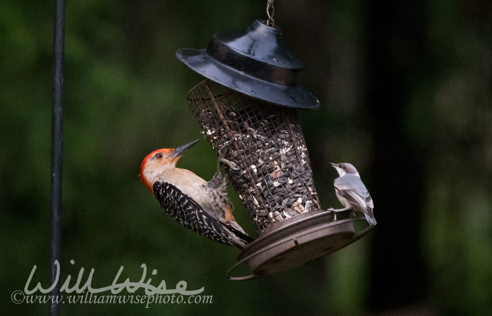Red-bellied Woodpecker and Brown-headed Nuthatch