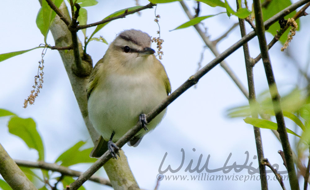 Red Eyed Vireo Picture