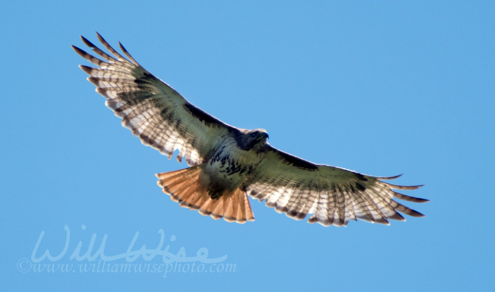 Red-tailed Hawk