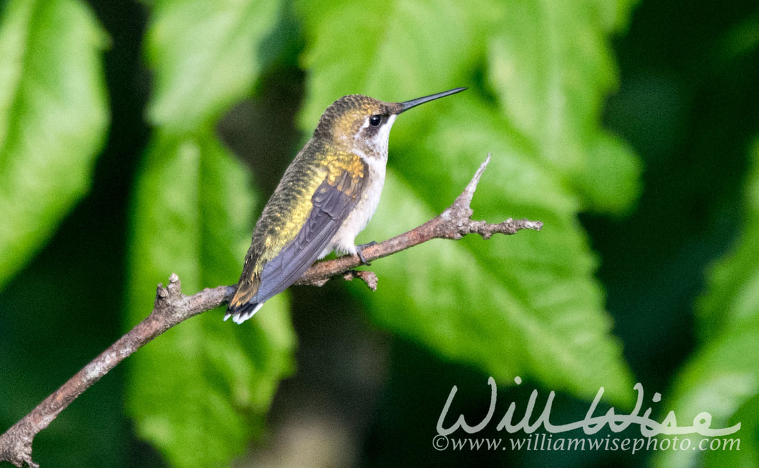 Ruby-throated Hummingbird
