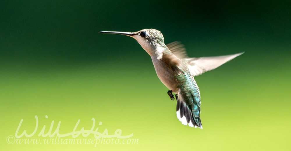 Ruby-throated Hummingbird