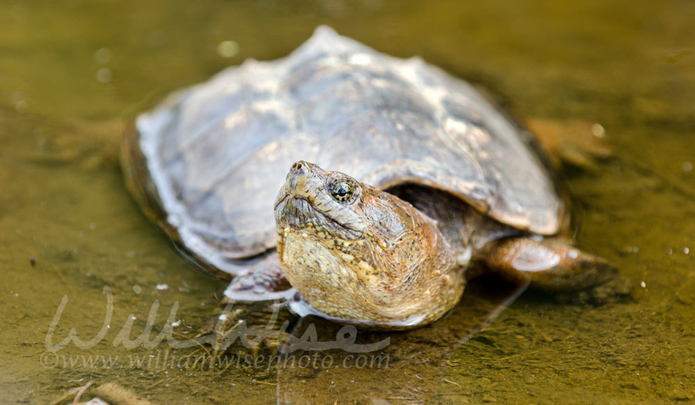Long neck Snapping Turtle in swamp, Georgia USA Picture