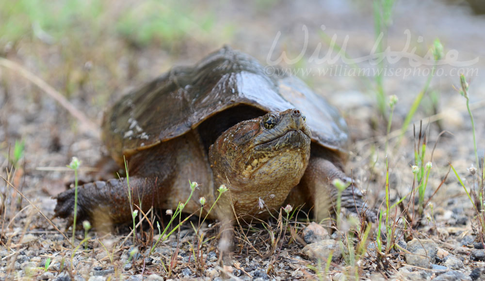Long neck Snapping Turtle in swamp, Georgia USA Picture