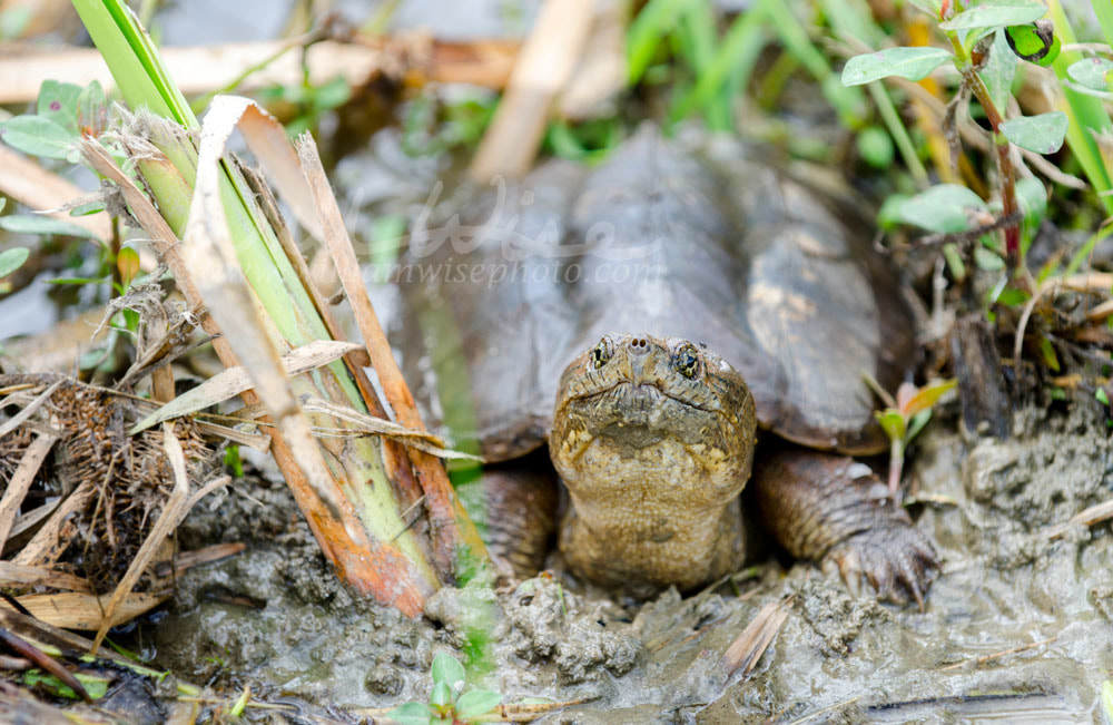 Long neck Snapping Turtle in swamp, Georgia USA Picture