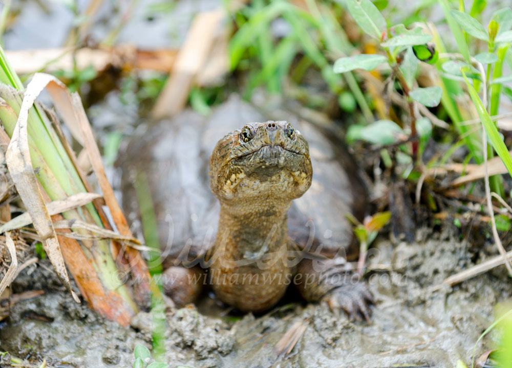 Long neck Snapping Turtle in swamp, Georgia USA Picture