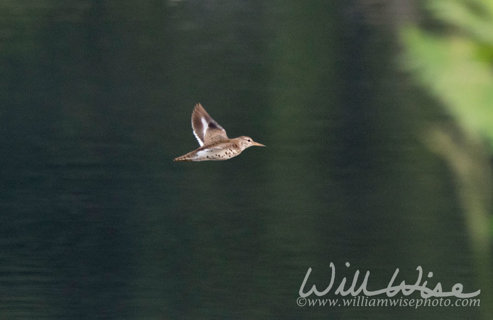 Spotted Sandpiper
