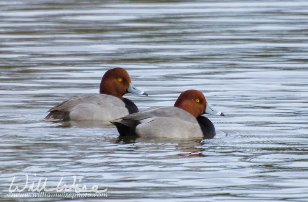 Redhead Duck Picture