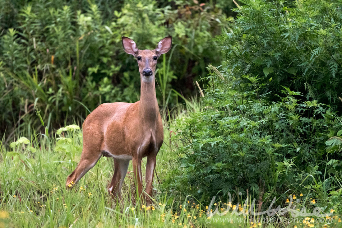 White-tailed Deer doe