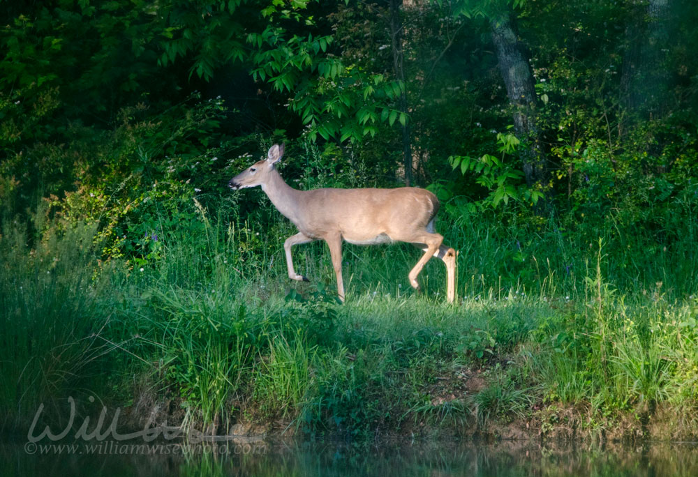 White-tailed Deer Picture