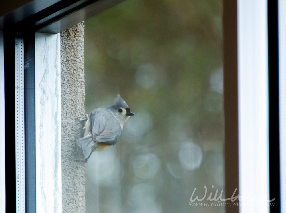 Tufted Titmouse in window Picture
