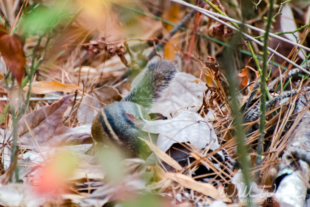 Eastern Chipmunk Picture