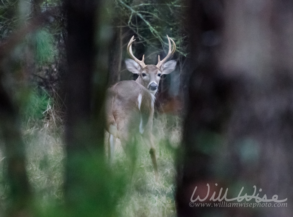 Eight Point Whitetailed Deer Buck  Picture