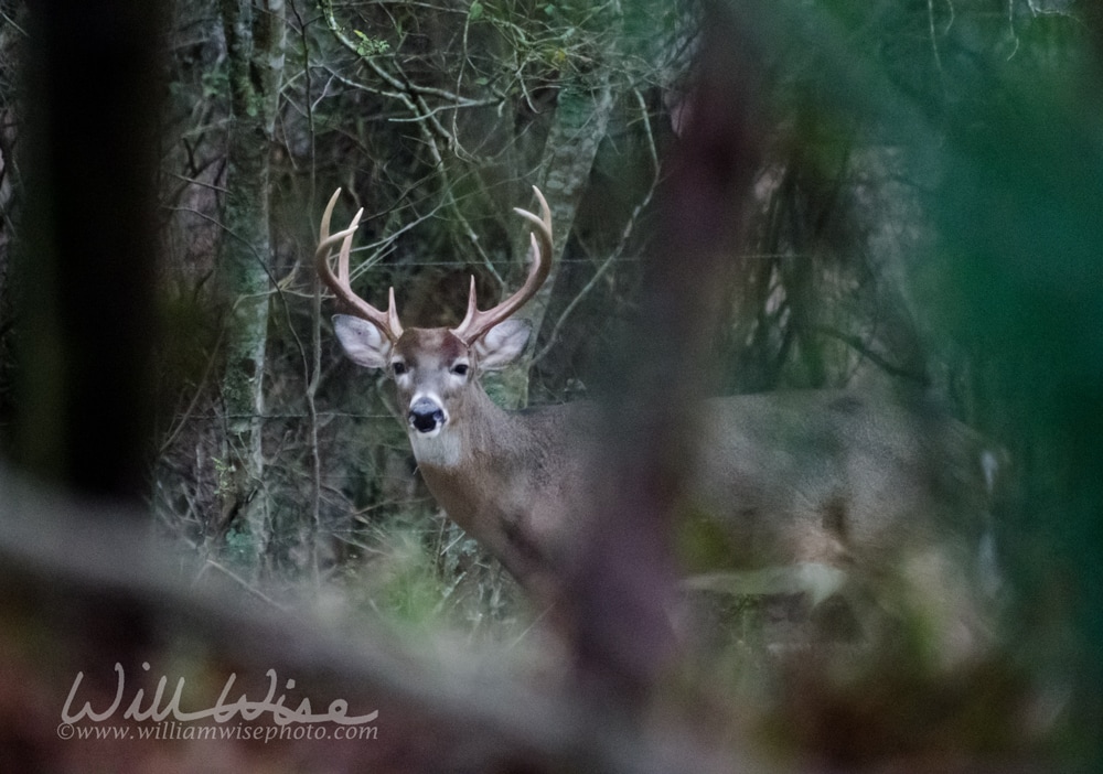 Eight Point Whitetailed Deer Buck Picture