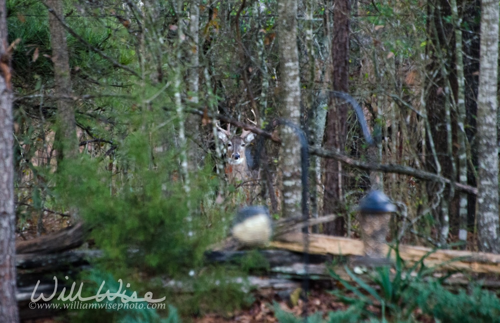 Eight Point Whitetailed Deer Buck Picture