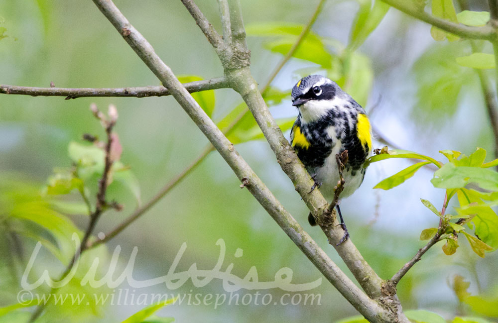 Yellow-rumped Warbler bird, Athens Georgia USA Picture