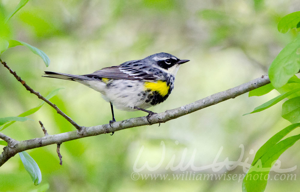 Yellow-rumped Warbler bird, Athens Georgia USA Picture